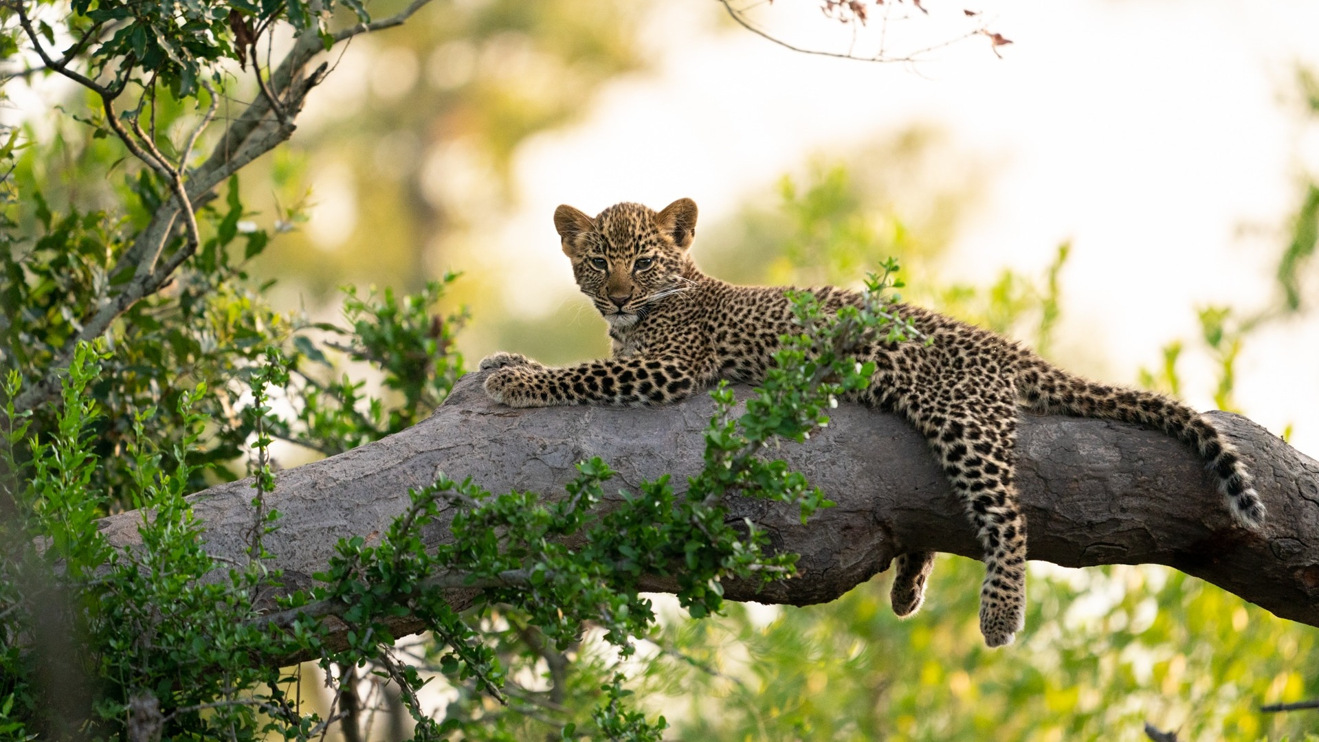 Why First-Time Visitors Often Misjudge the Pace of Life Inside African Safari Camps