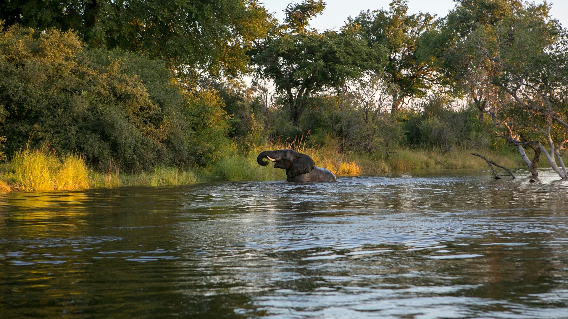 What the Lower Zambezi Taught Me About Patience Behind the Lens
