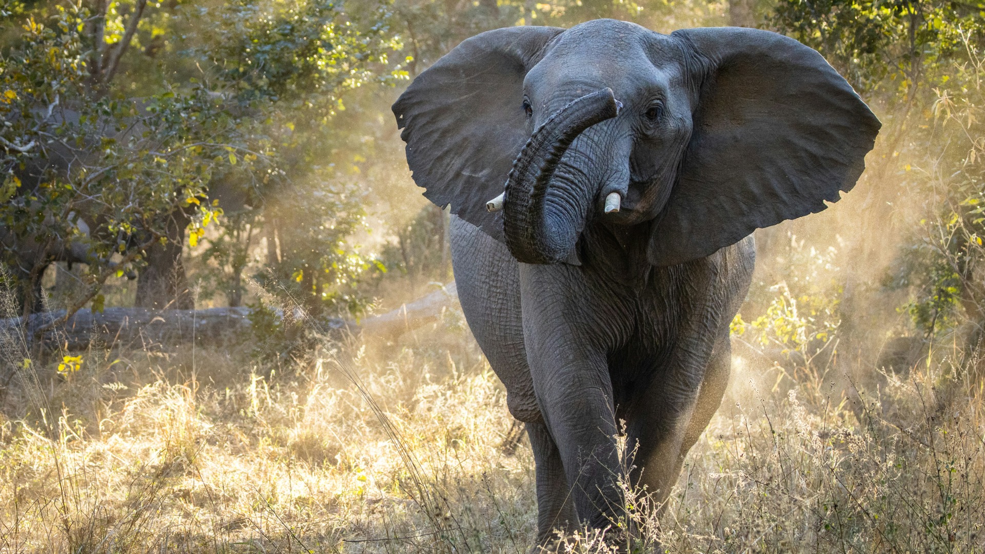 Top 10 Photography Tips for Zimbabwe: Practical Advice for Capturing Its Dramatic Landscapes