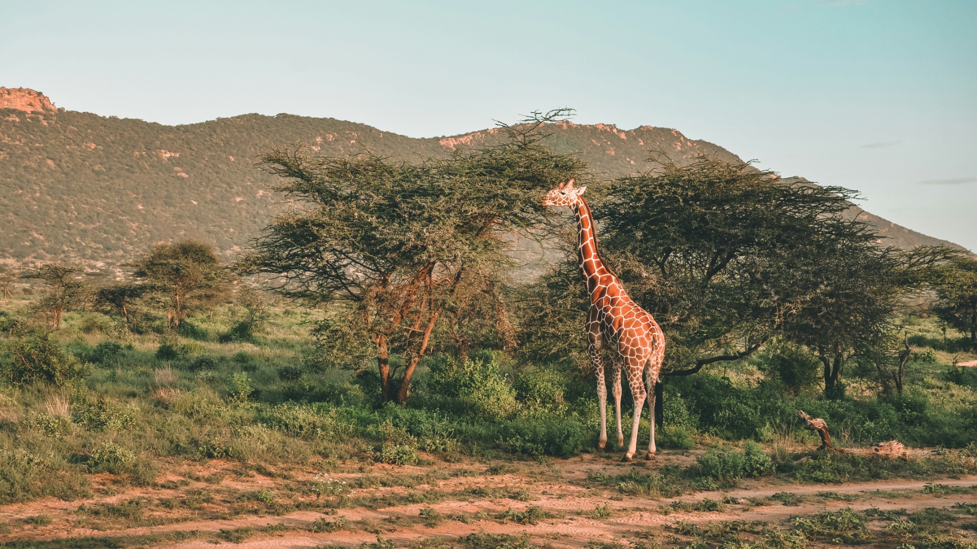 What Recent Kenyan Wildlife News Reveals About Changing Habitats