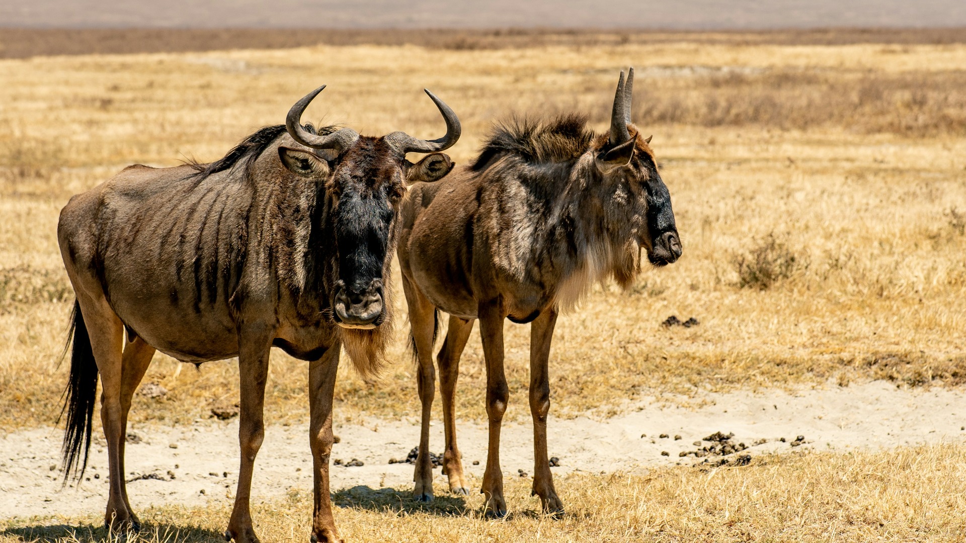 Why Tanzania's Migratory Herds Signal Deeper Changes in African Habitats