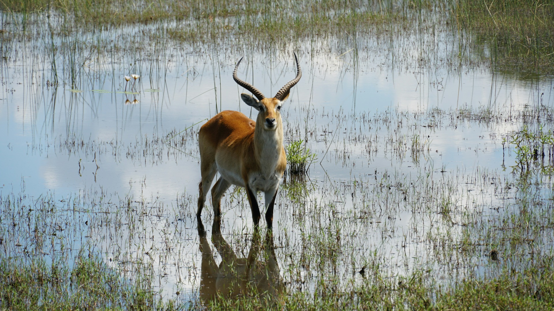 Following the Rhythms: How Botswana Wildlife Adapts Its Movements to Shifting Landscapes