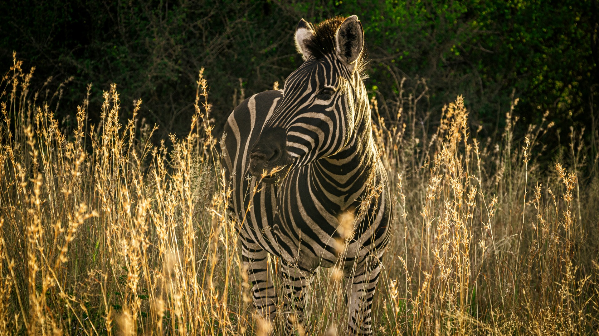 Why Zimbabwe's Elephants Shape Every Habitat They Touch