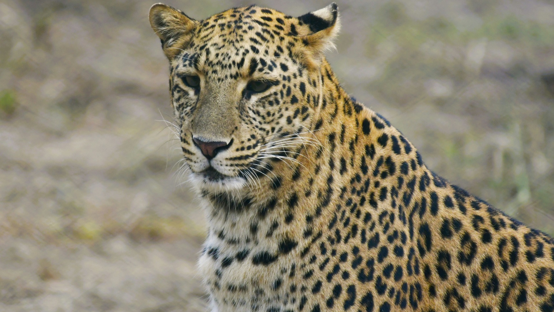 Why South African Predators Depend on Unexpected Habitat Partnerships