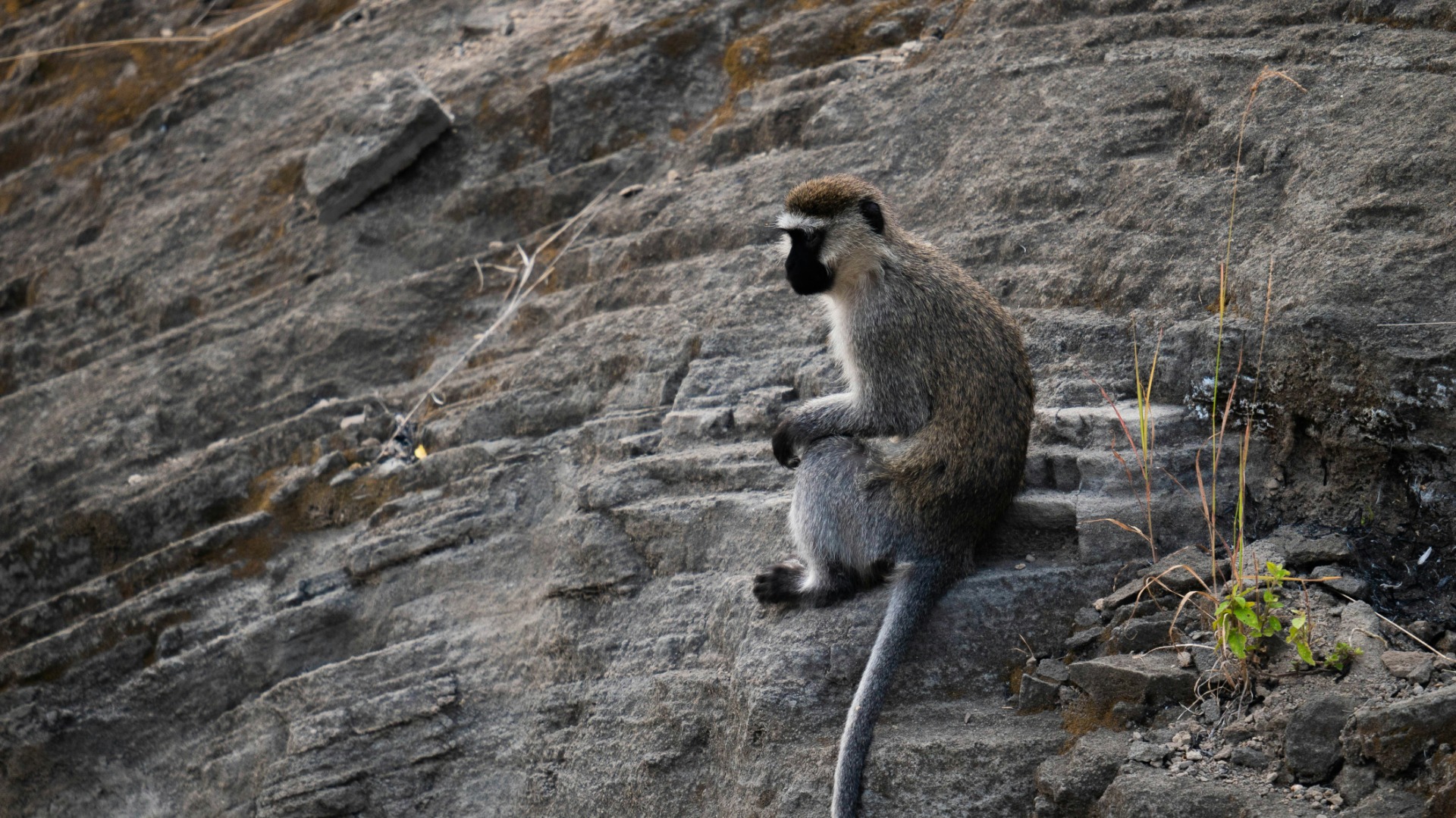How Ugandan Wildlife Behaviors Shift Across Seasonal Habitats