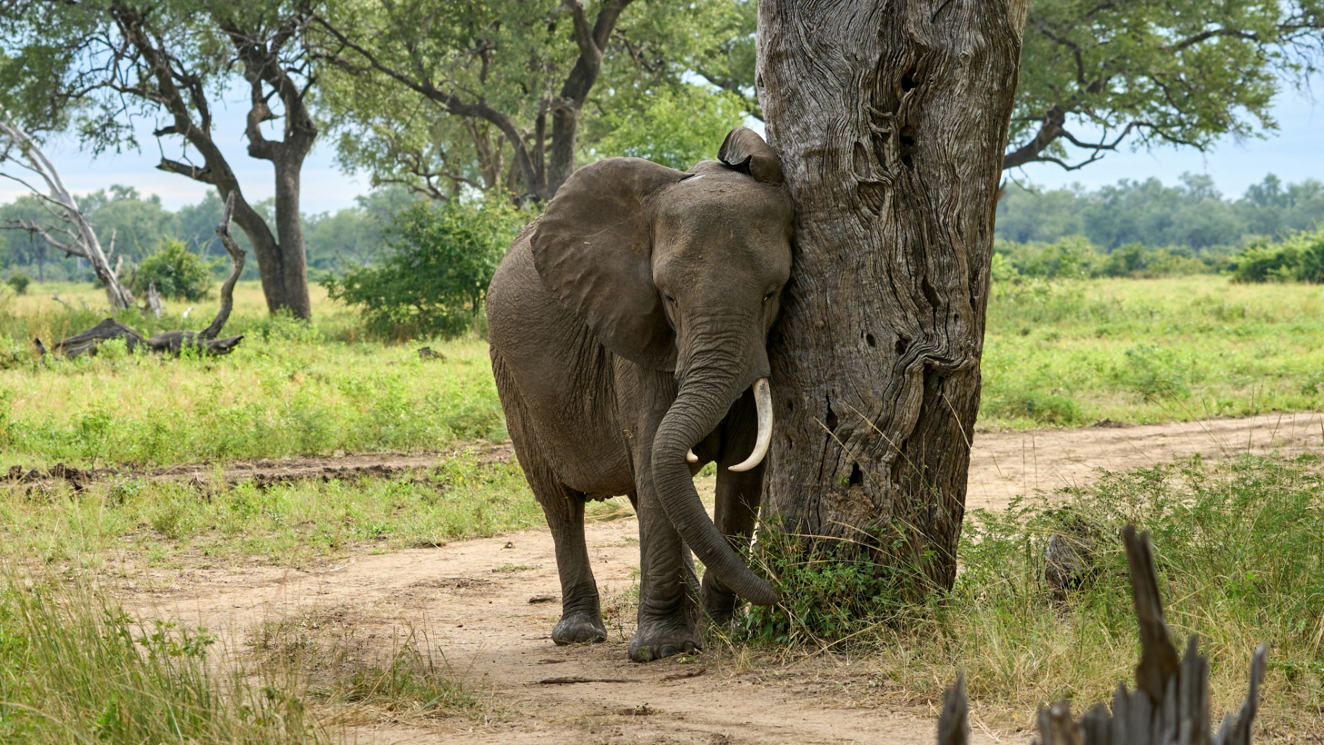 What the Daily Habits of Zambian Wildlife Reveal About Survival