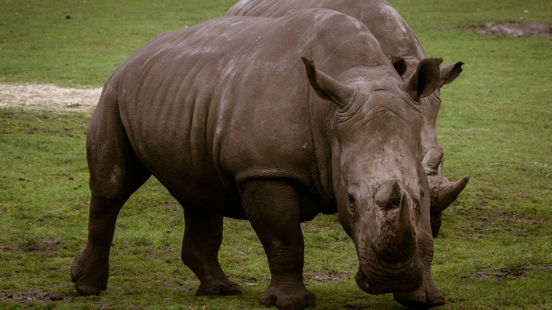 Surprising Resilience: How Northern African Habitats Sustain Rare Species Amid Drought