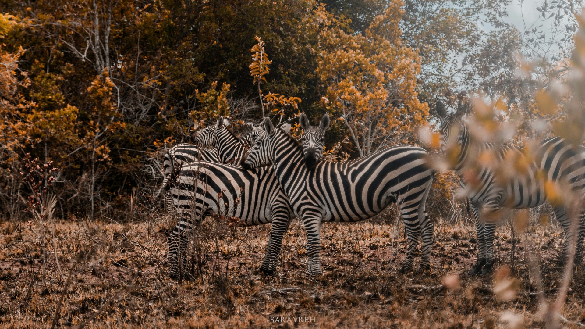 Practical Tips and Advice for Kenyan Wildlife Tours That Deliver Real Results