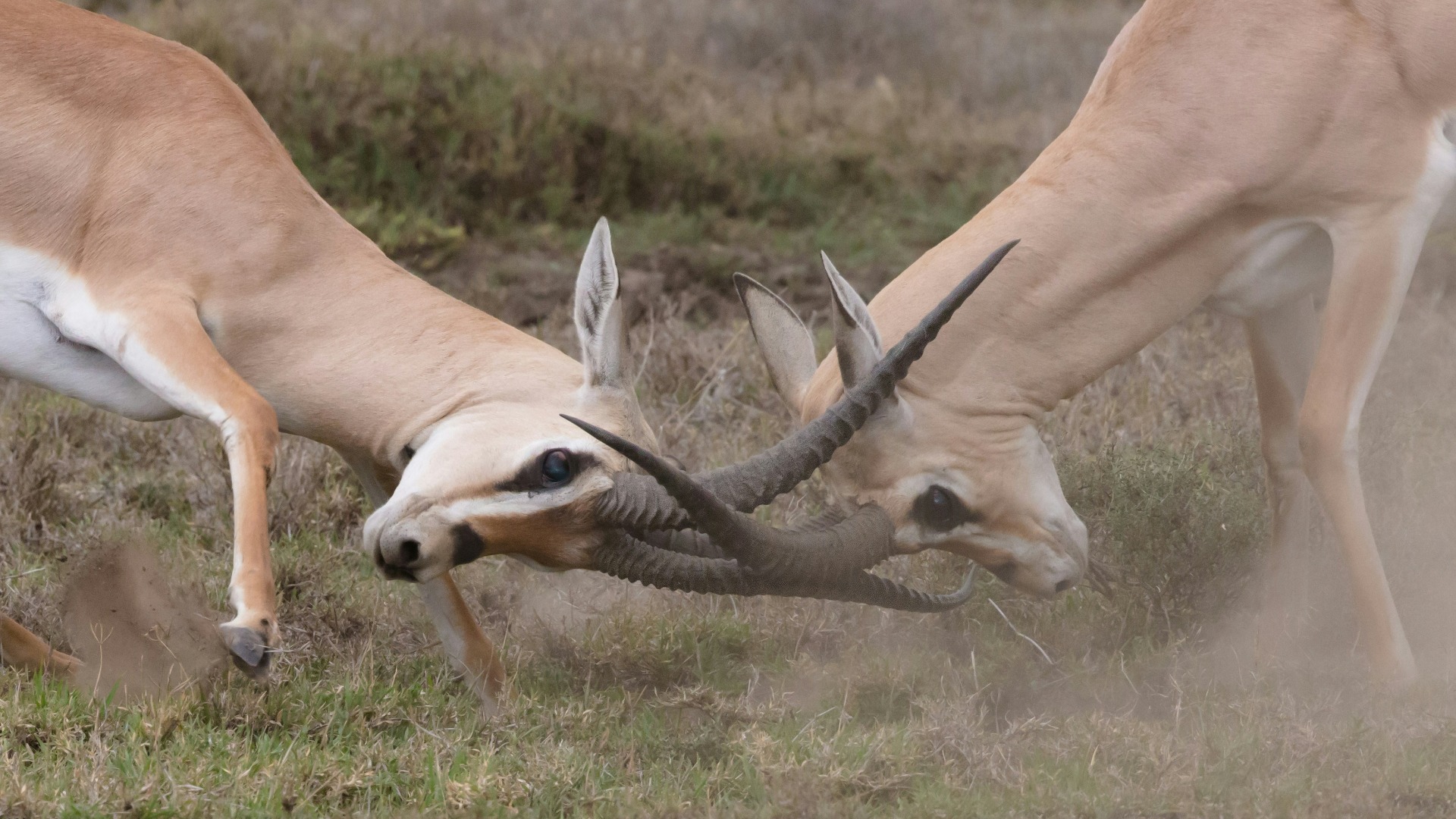 What Veteran Guides Wish Every Visitor Knew Before Touring Tanzanian Wildlife