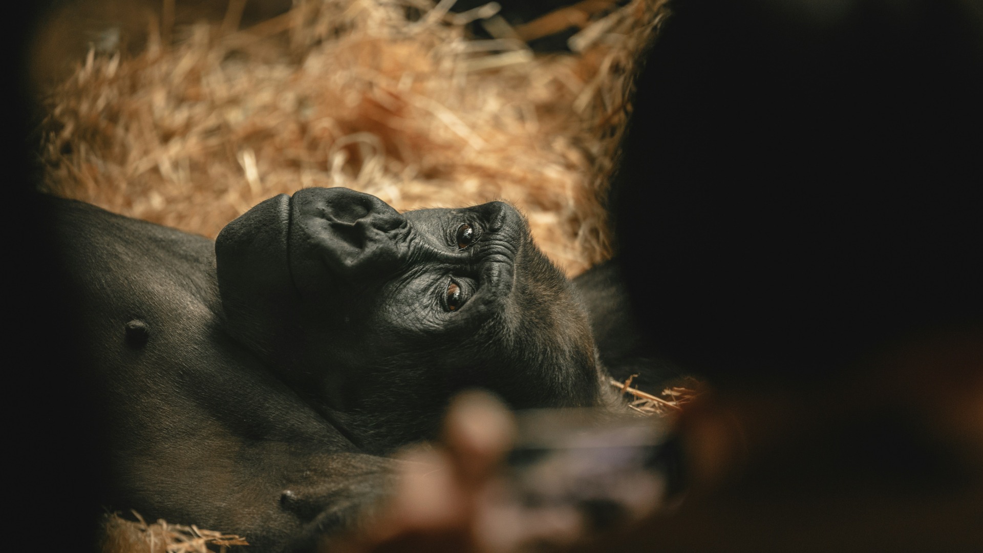 What a Single Forest Walk Taught Me About Approaching Rwandan Gorillas