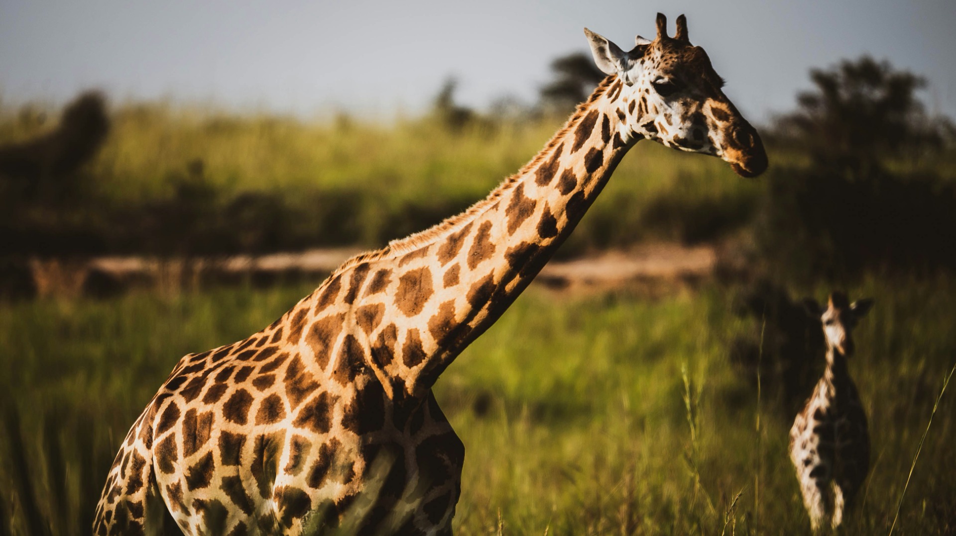 How Local Knowledge Transforms Your Shots of Uganda’s Wildlife