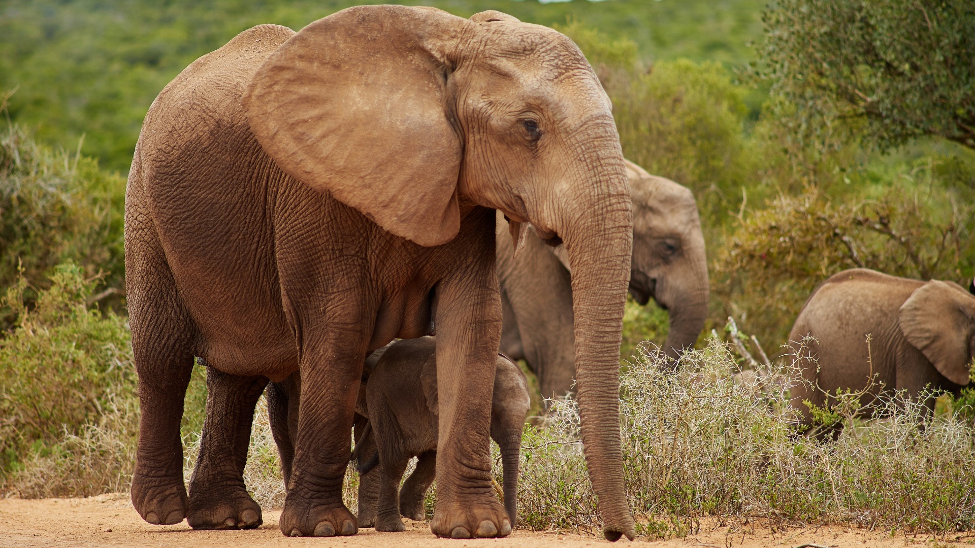 Inside Rwanda’s Conservation Efforts: What Thoughtful Travelers Should Know