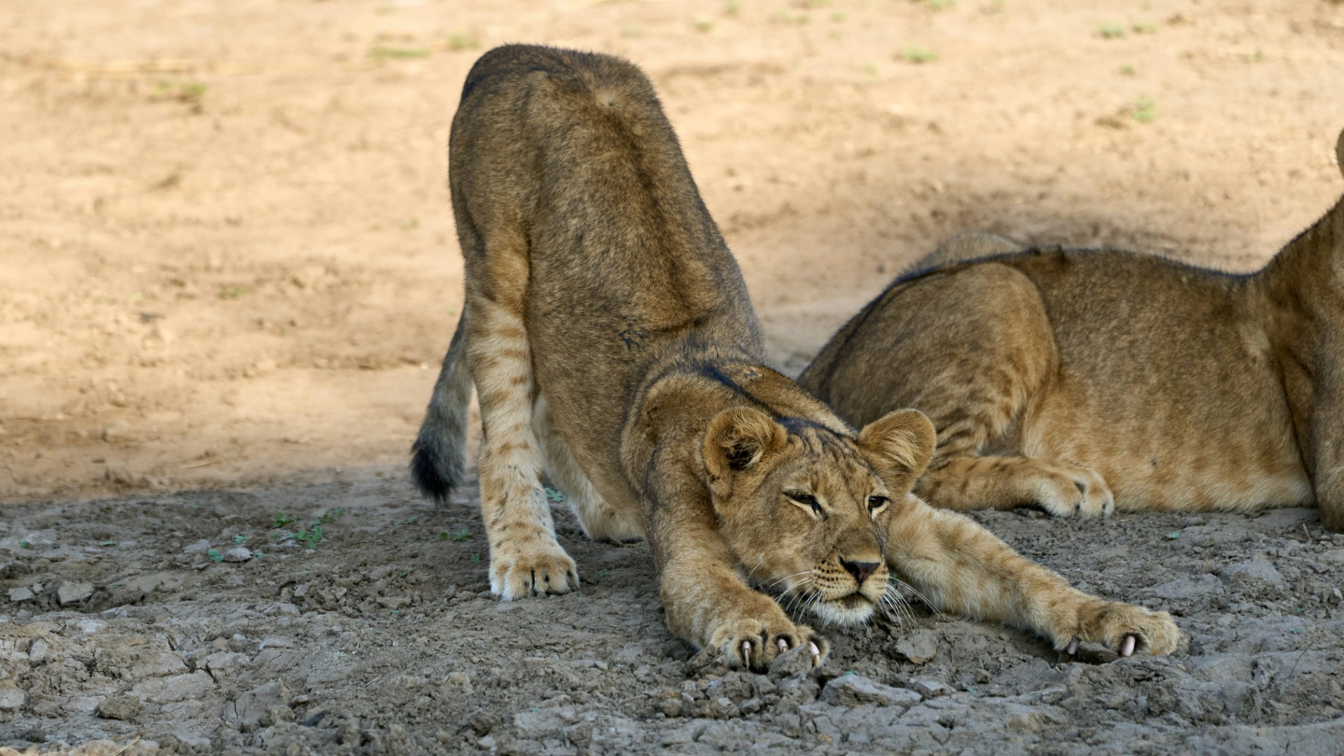 What the Zambezi Taught Me About Capturing Africa's Wild Pulse