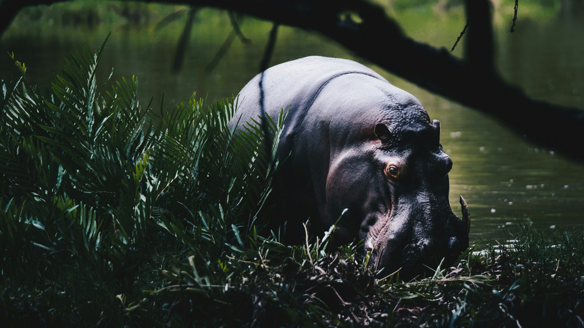 Mastering Light and Composition for Kenya’s Big Five on Camera
