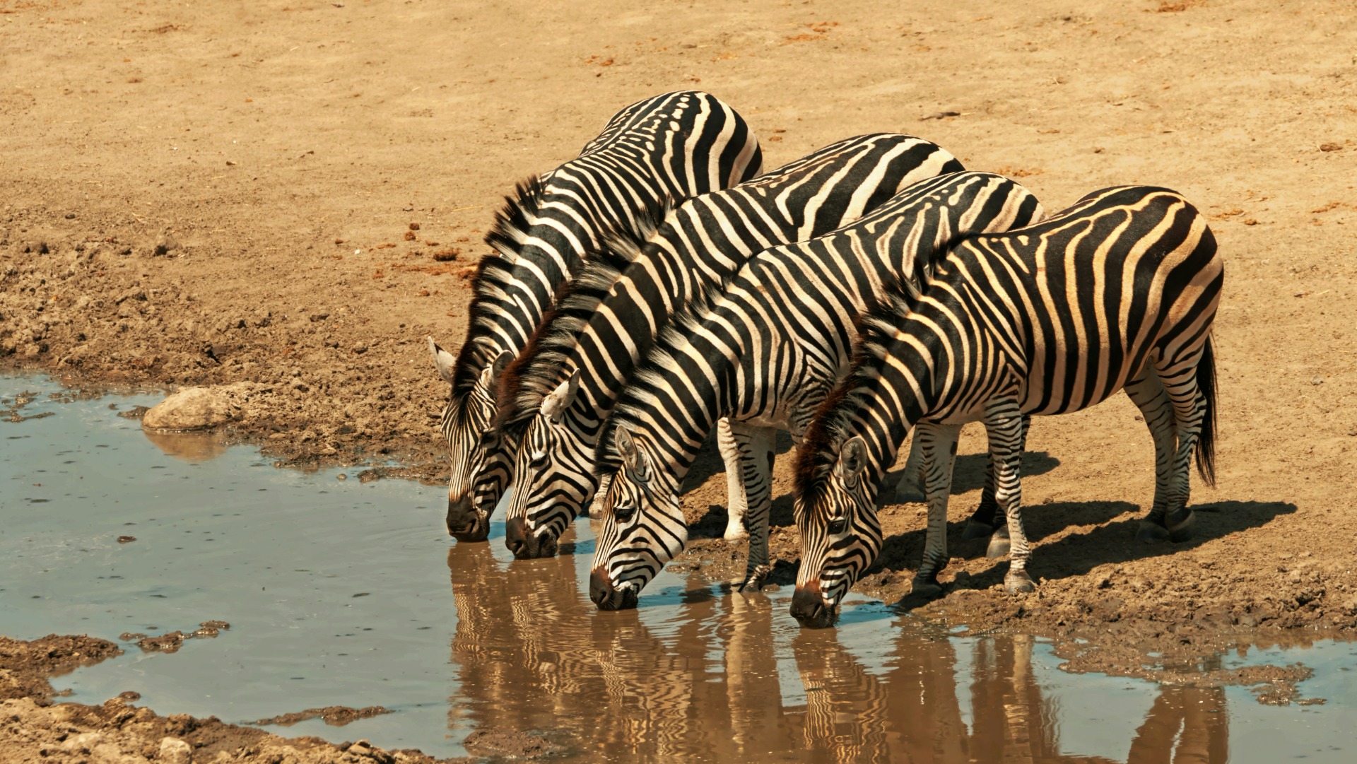 Experiencing Zimbabwe's Golden Light for Striking Wildlife Frames