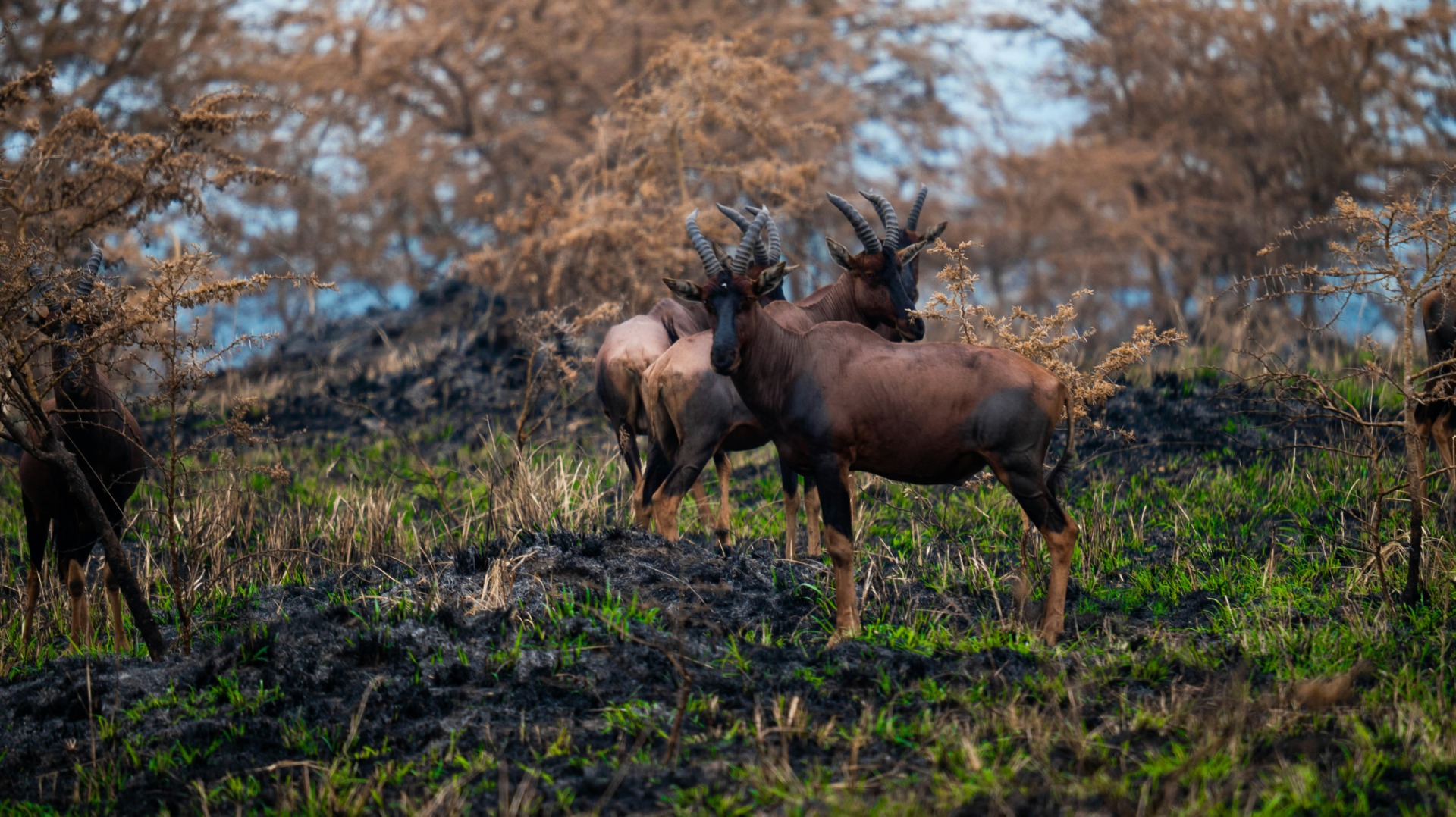 Practical Camera Settings for Documenting Uganda’s Protected Wildlife