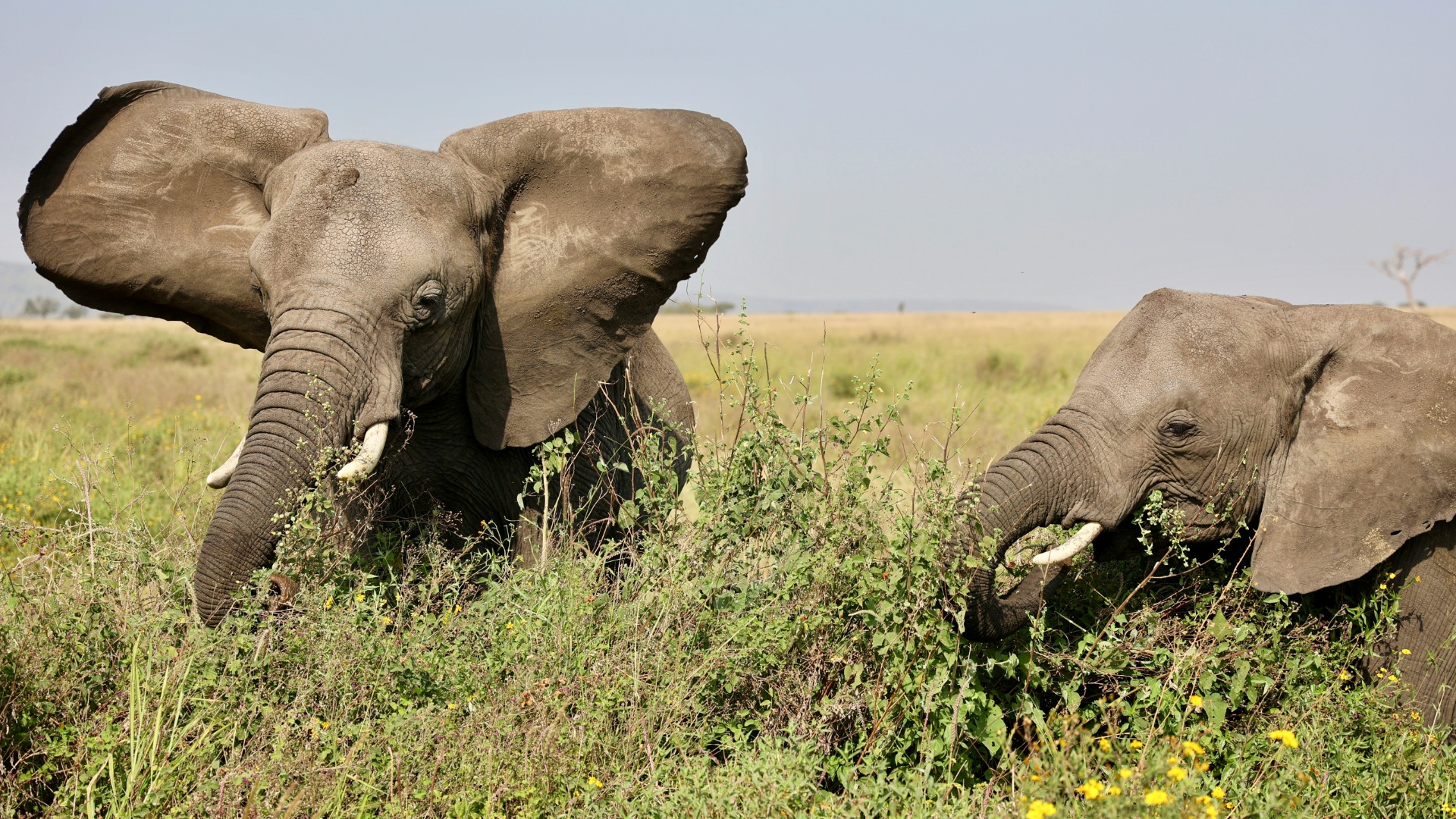 Light and Ethics: Field Techniques for Photographing Tanzania’s Endangered Wildlife