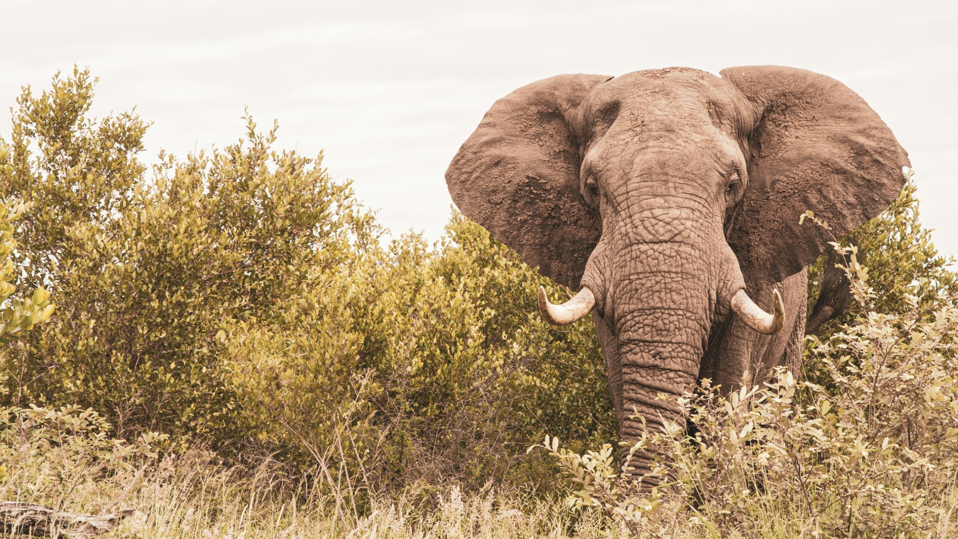 How Photographers Directly Support Anti-Poaching Work Across Kenyan Reserves