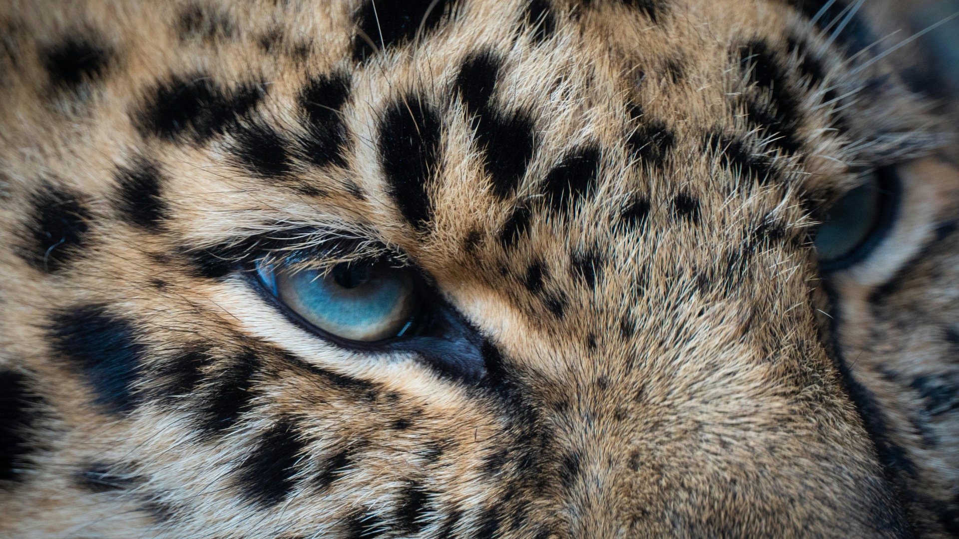 Kenya's Wildlife Faces Mounting Pressure from Shifting Rainfall Patterns