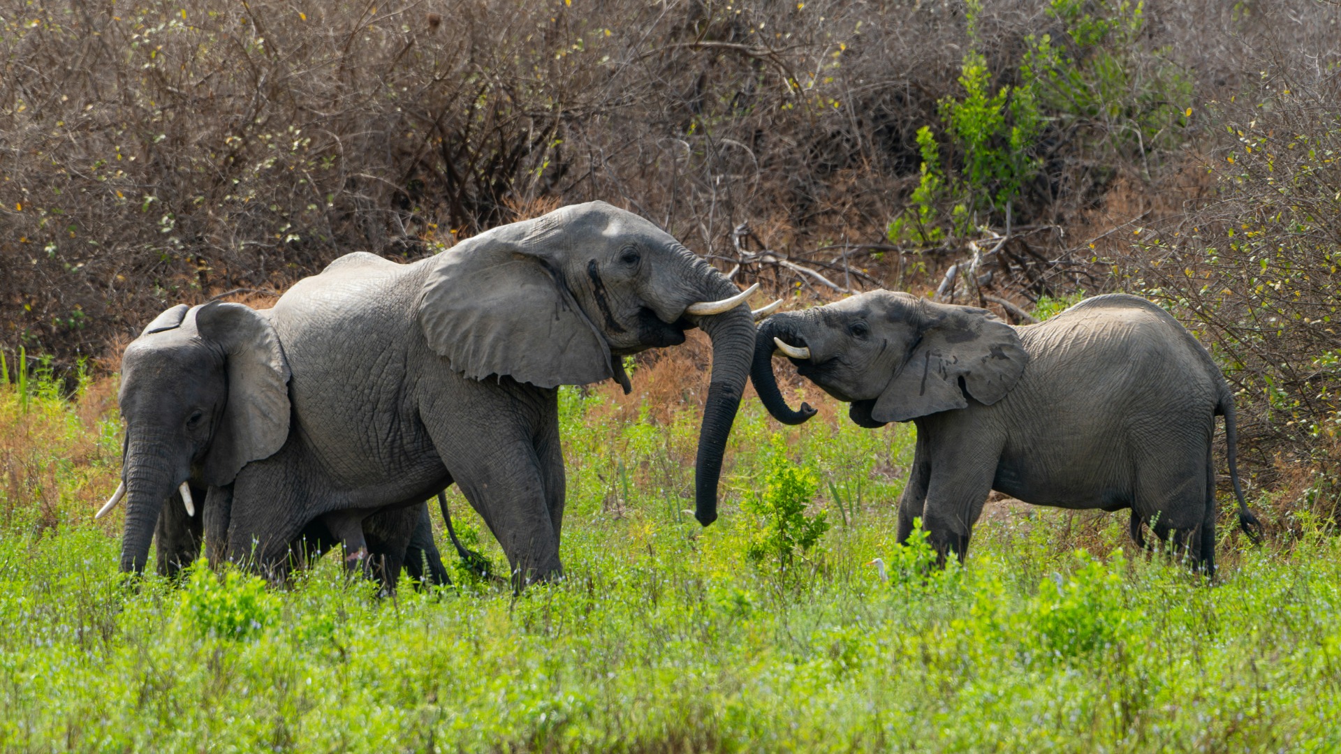 Tanzania Reports Sharp Rise in Key Wildlife Populations Across Northern Parks