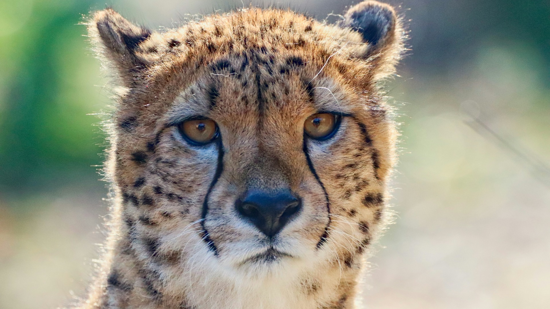 How South African Rangers Are Adapting Anti-Poaching Tactics to Climate Shifts