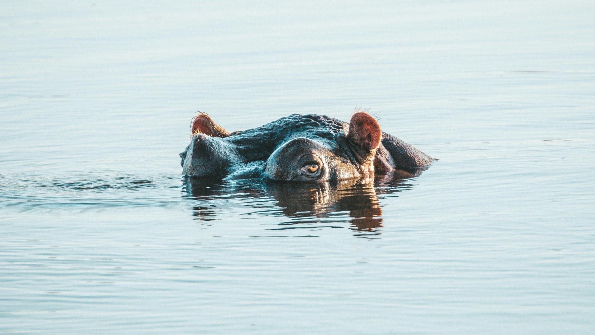 Current Safety Protocols for Botswana Safari Travelers