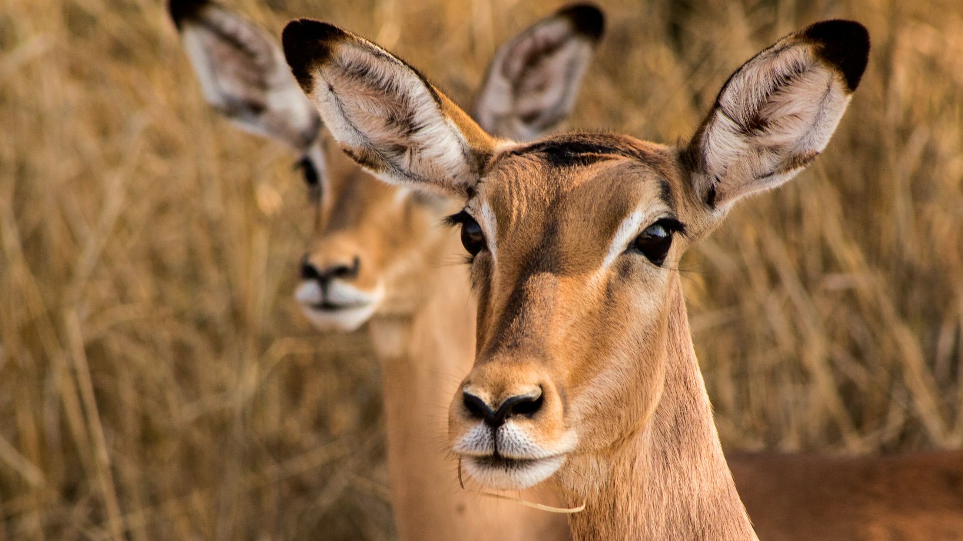 Rwanda's Wildlife Agencies Report Rising Buffalo and Antelope Numbers in 2024