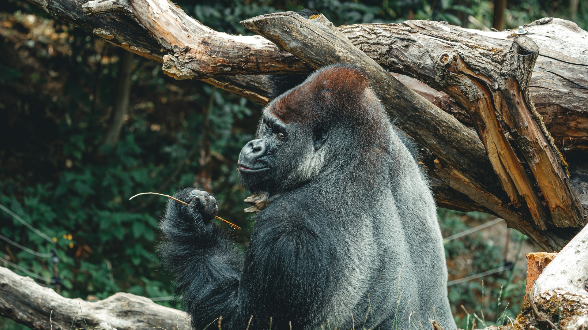 Uganda Strengthens Gorilla Protection Through Community Partnerships
