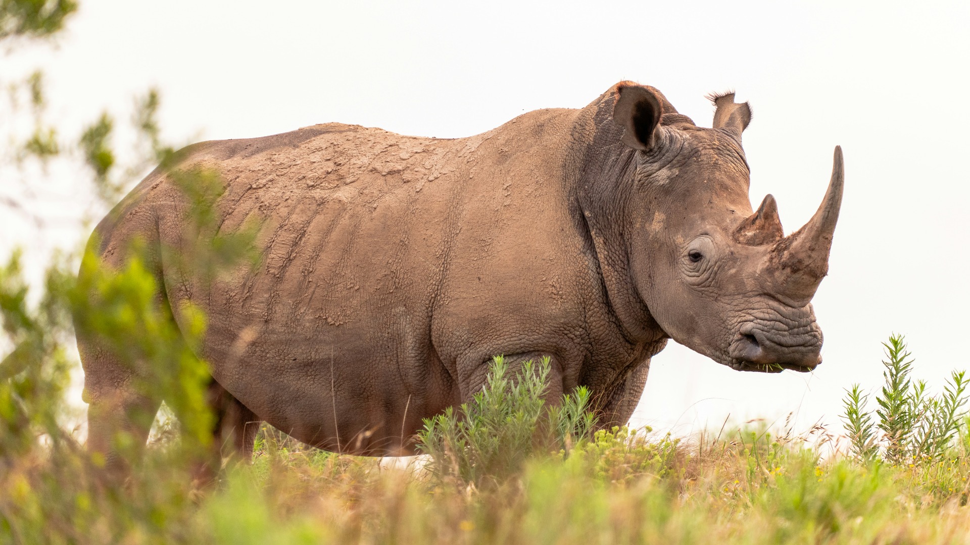 Zambia Strengthens Anti-Poaching Measures to Safeguard Rhinos and Elephants