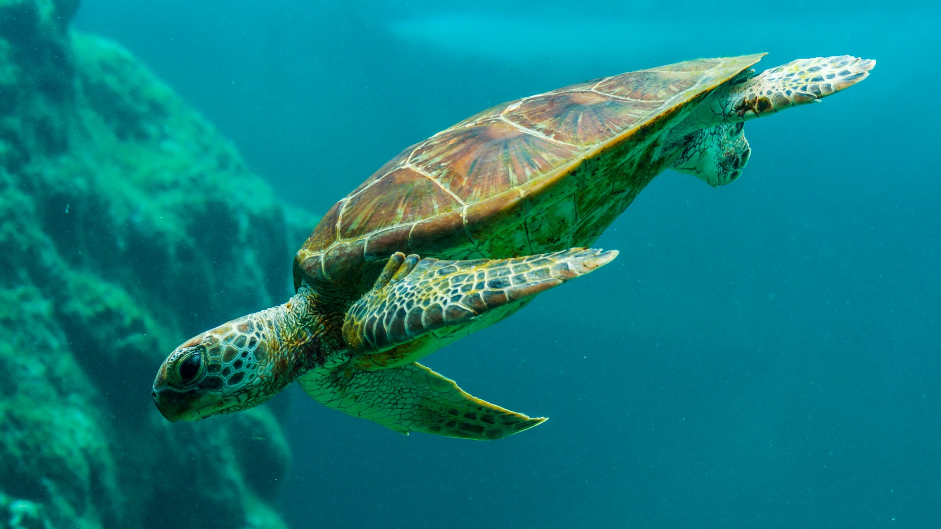 Seychelles Marine Species Face New Pressures from Rising Ocean Temperatures
