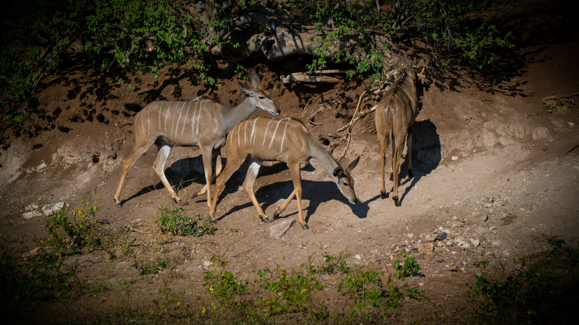How Zimbabwean Wildlife Species Adjust Migration Routes Amid Climate Shifts