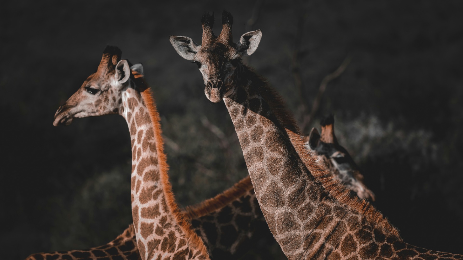 How Wildlife on South African Safaris Adjusts to Human Presence During Game Drives