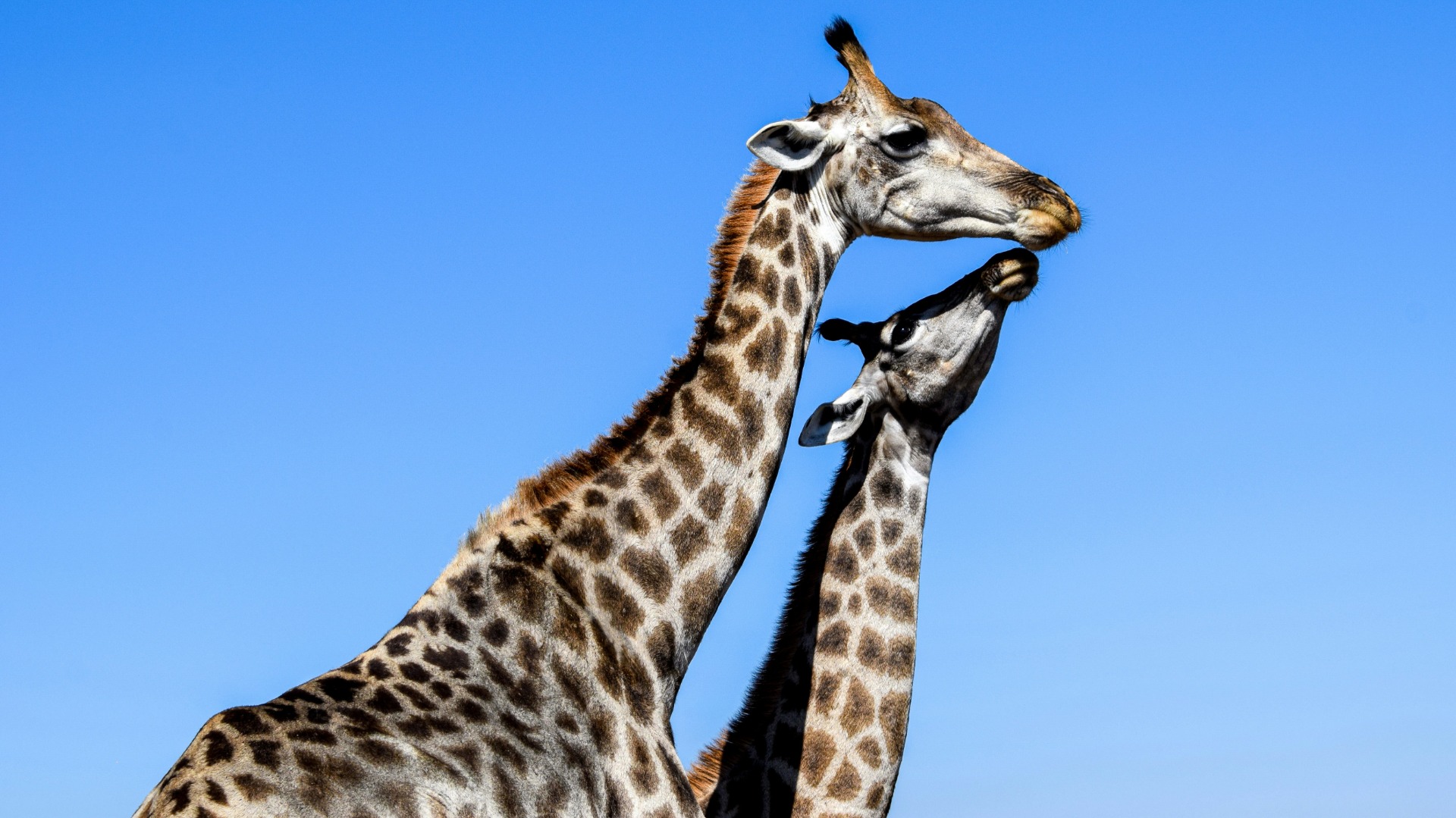 Practical Ways to Photograph African Wildlife Without Disturbing Natural Behaviors