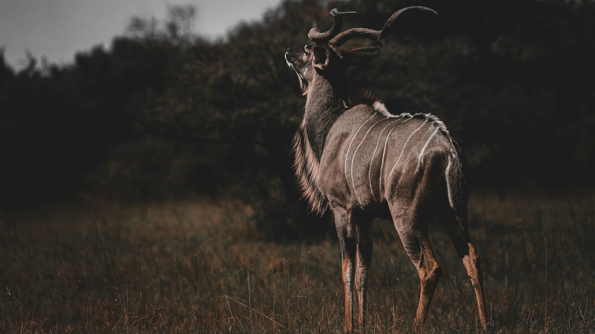 Mastering Light and Composition for Wildlife Shots in Southern Africa