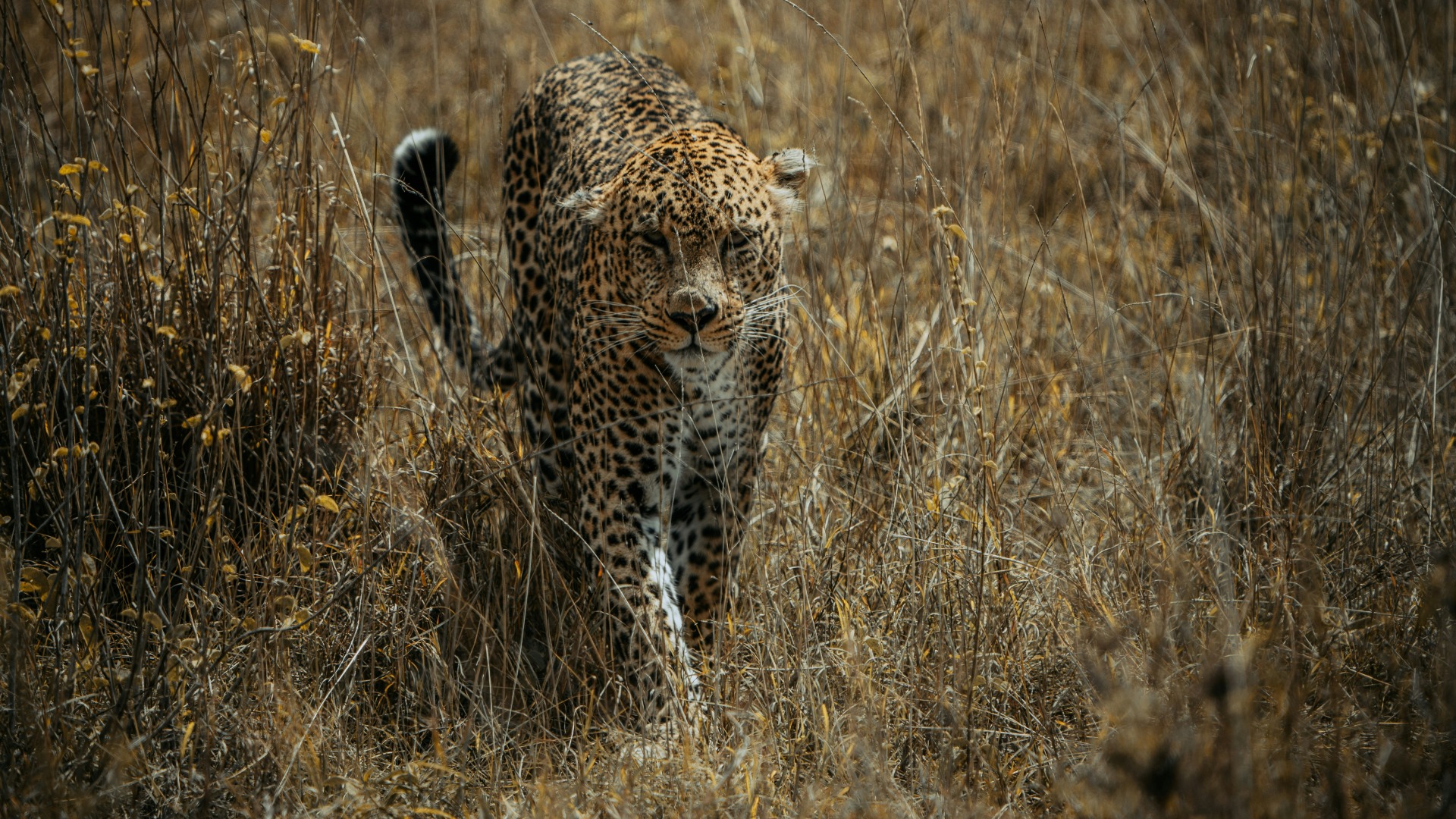 Practical Kenyan Photography Techniques for Capturing Wildlife in Motion