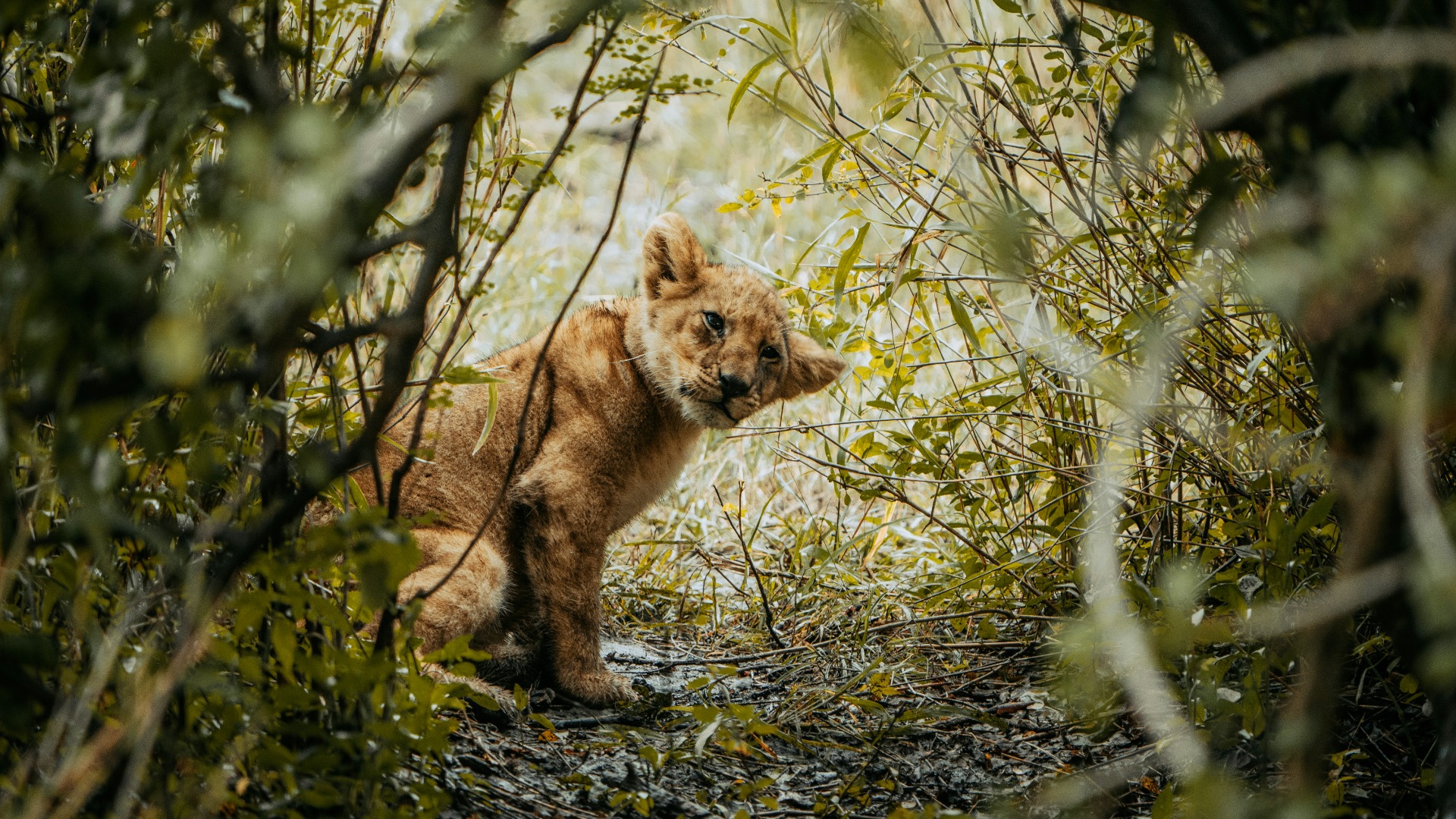 Mastering Light and Landscape: Practical Photography Techniques for Tanzania’s Diverse Terrain