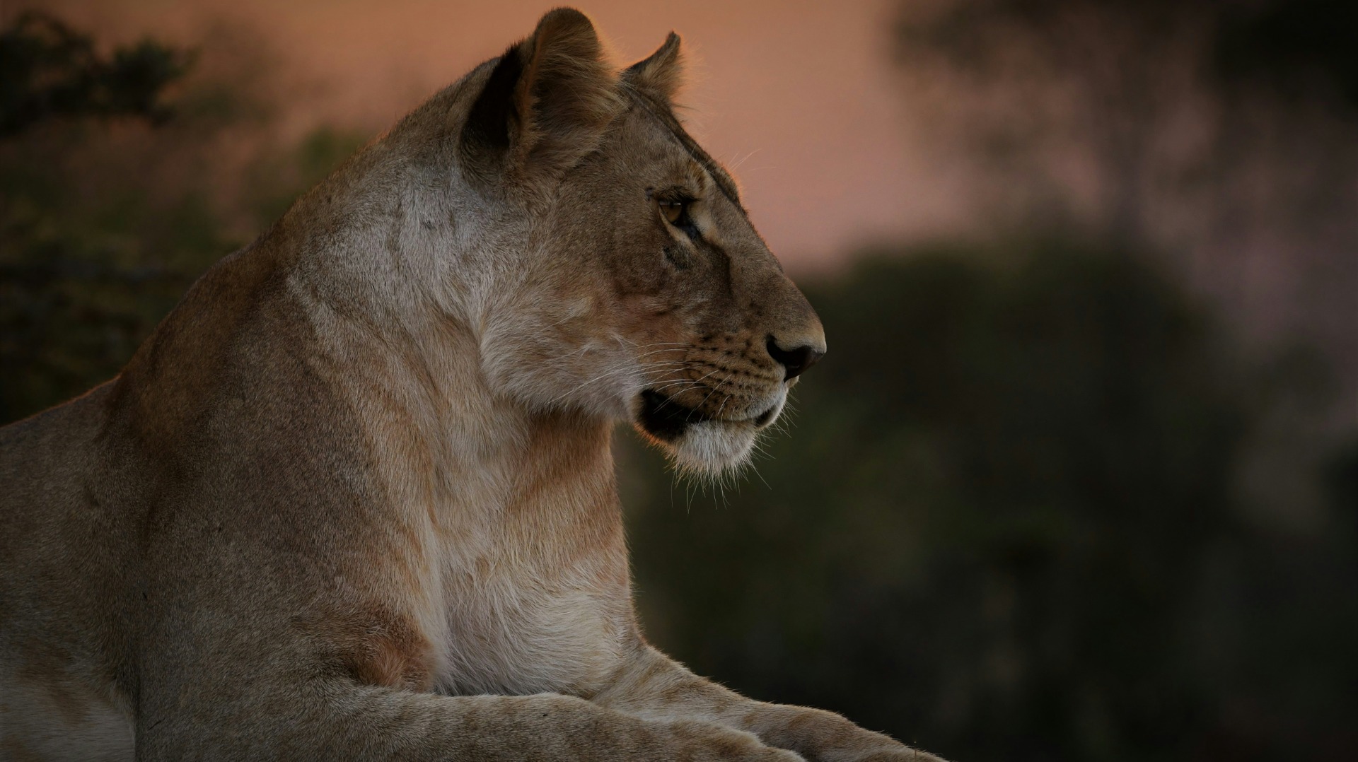 Why Zimbabwe Delivers Some of Africa's Most Photogenic Wildlife Encounters