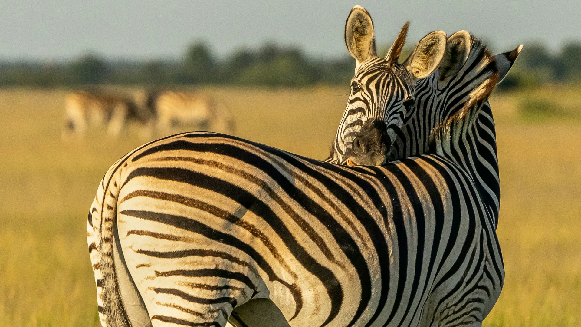 How Zambia's Iconic Species Time Their Seasonal Movements Across Floodplains