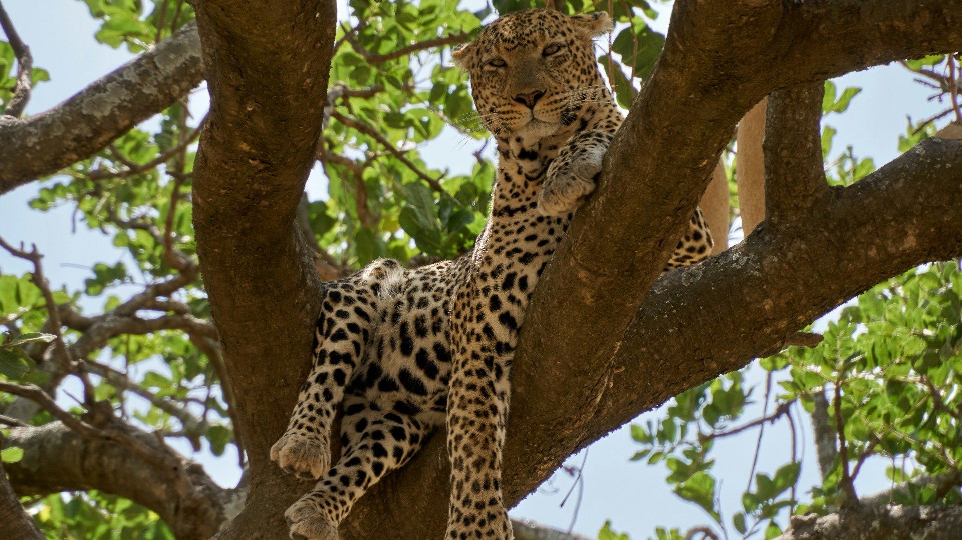 Reading Kenya's Savannah: Proven Field Signs That Reveal Nearby Wildlife