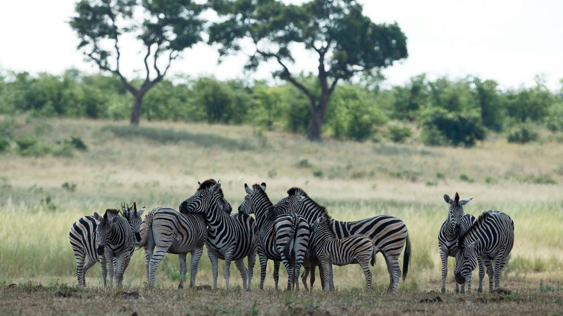 Tanzania's Rangers Deploy Drone Networks to Track Elephant Movements Across the Serengeti