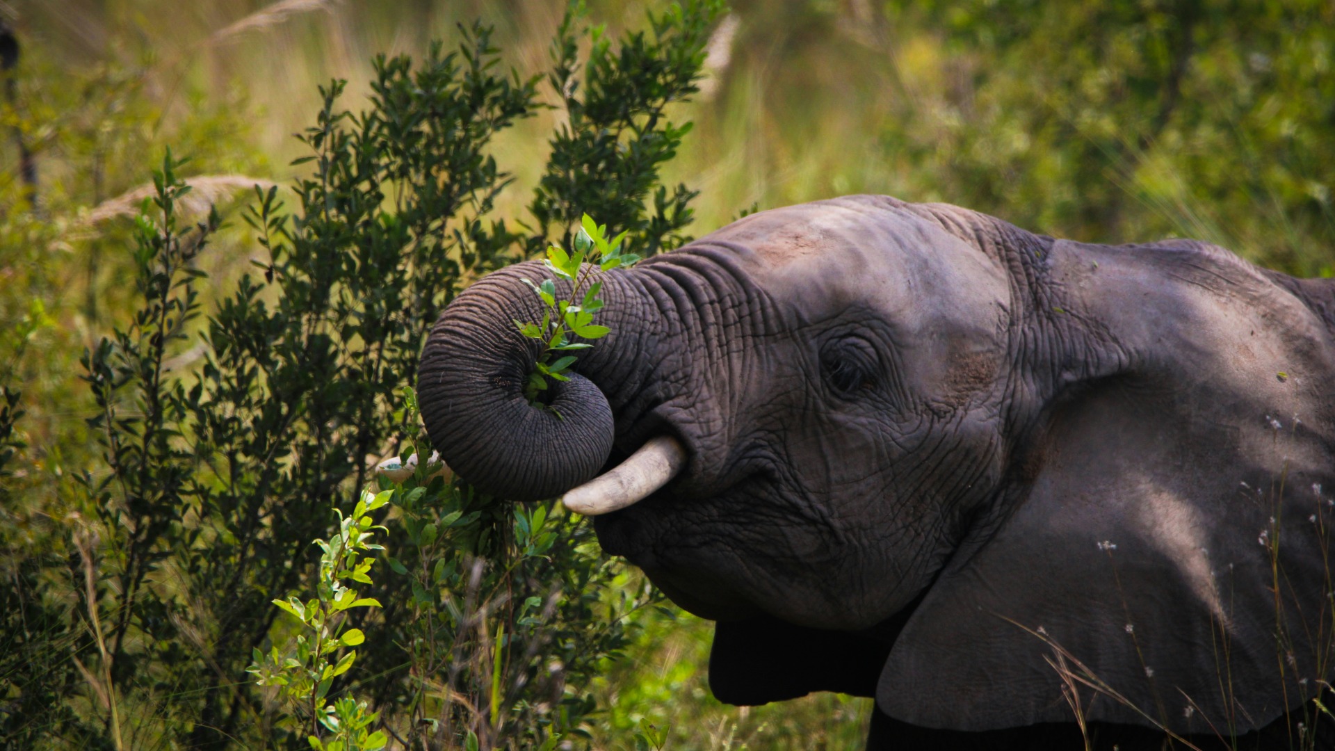 How to Read Botswana’s Wildlife Signs Before the Animals Appear