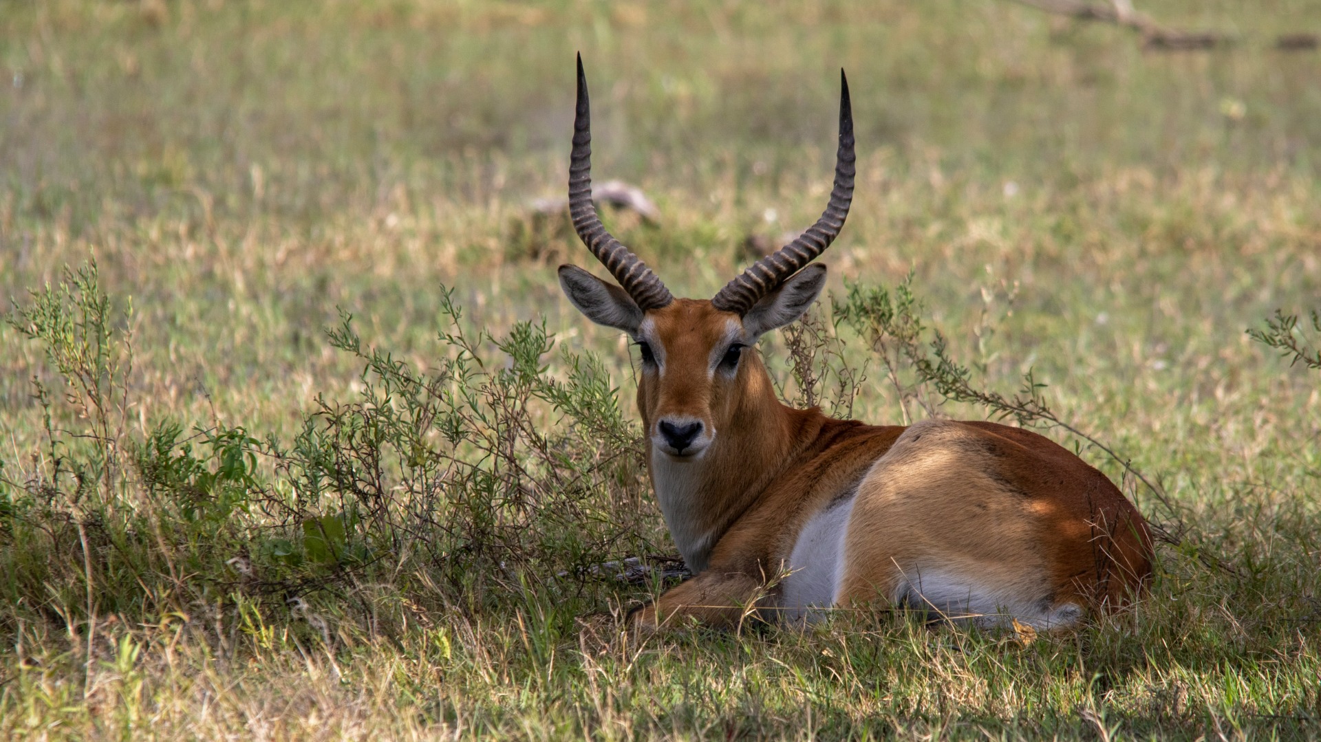 Field-Proven Camera Settings for Botswana's Shifting Light and Wildlife Action