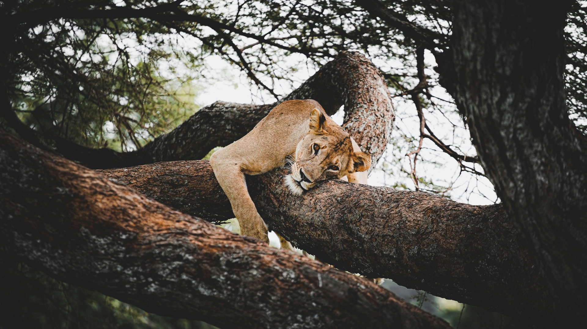 Field Techniques for Capturing Tanzania's Wildlife in Shifting Light Conditions