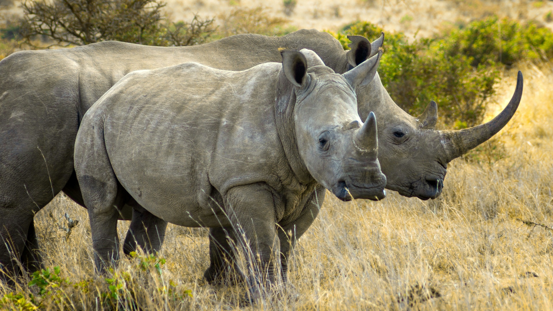 Camera Settings That Capture Kenya’s Shifting Light on Safari Drives
