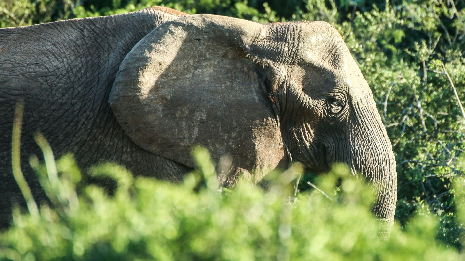 What Elephant Matriarchs Teach Us About Memory and Leadership Across African Savannas
