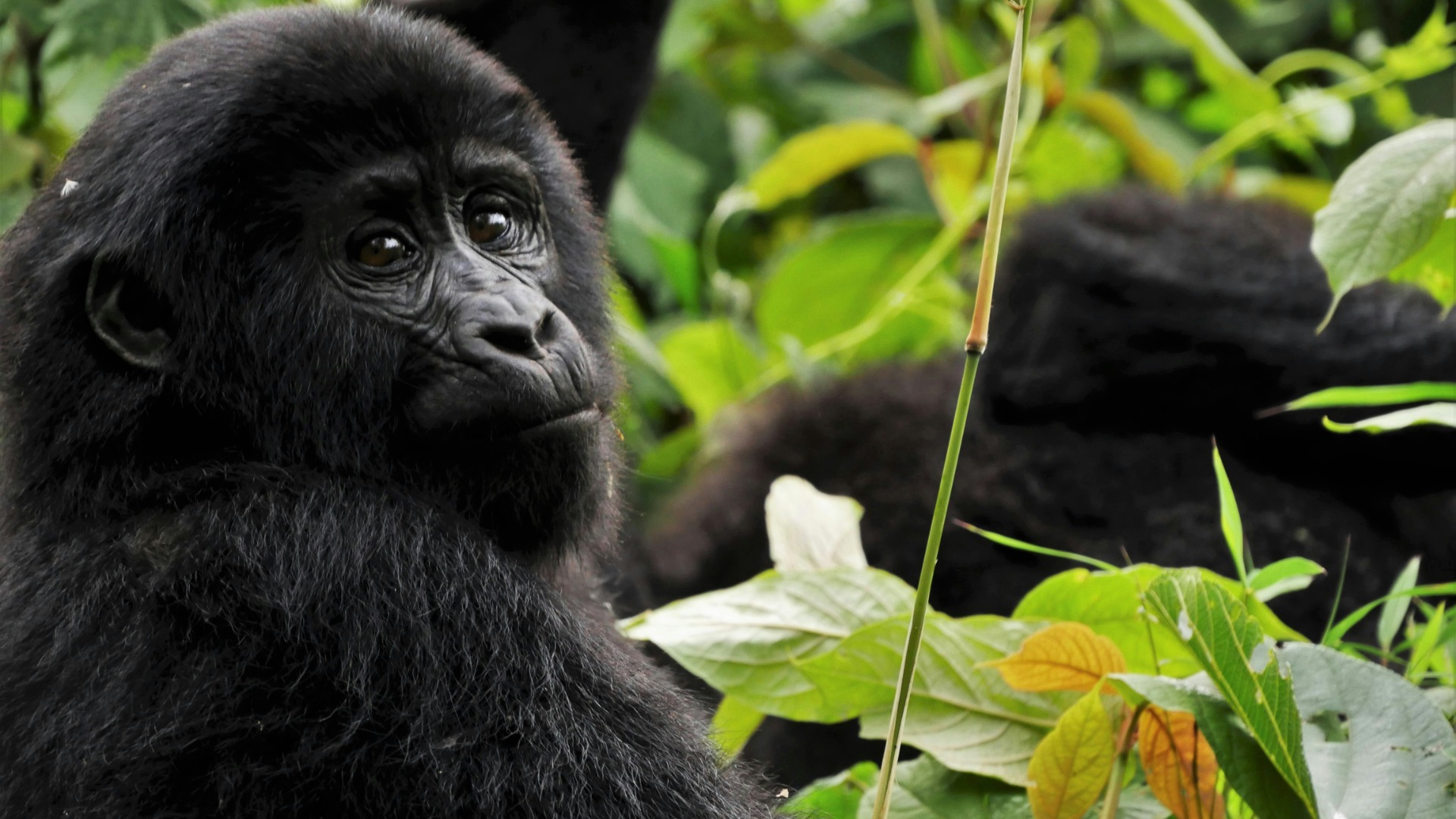 Inside Rwanda’s Volcanoes: How Mountain Gorillas Structure Their Day