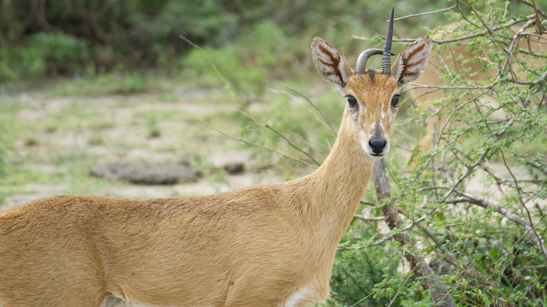 Mastering Uganda’s Wildlife Signals: Field Skills That Turn Chance Sightings Into Certain Encounters