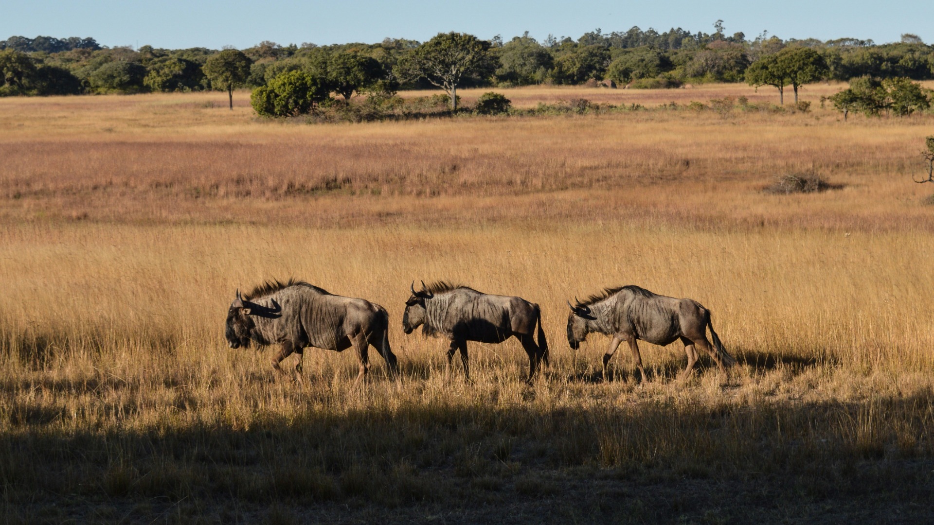 Zimbabwe's Wildlife Numbers That Shape Every Safari Experience