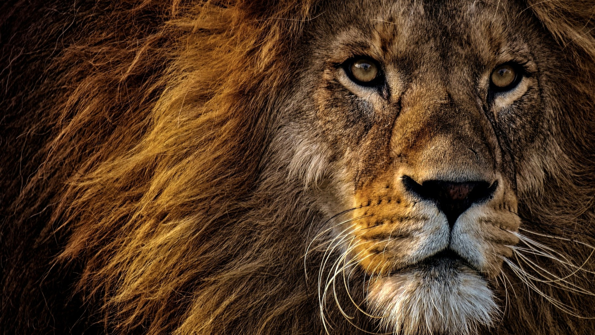 What Sets Botswana's Big Five Apart from Their Cousins Elsewhere