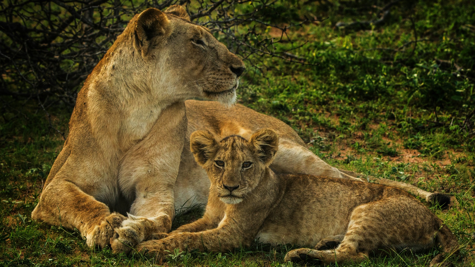 Kenya's Wildlife: Essential Facts Every Safari Traveler Should Know